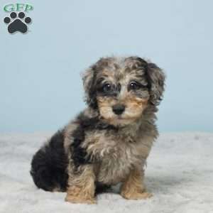 Sage, Miniature Poodle Puppy